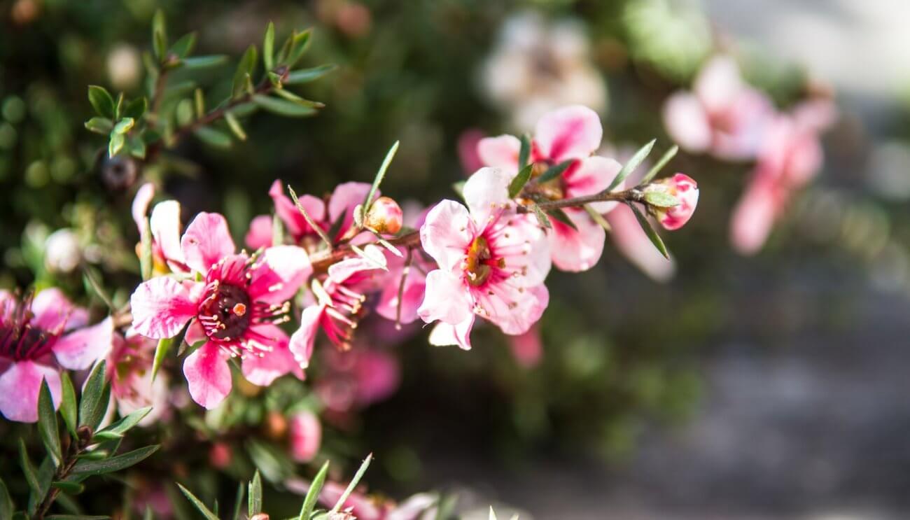 Cây hoa manuka