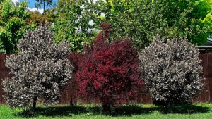 manuka tree